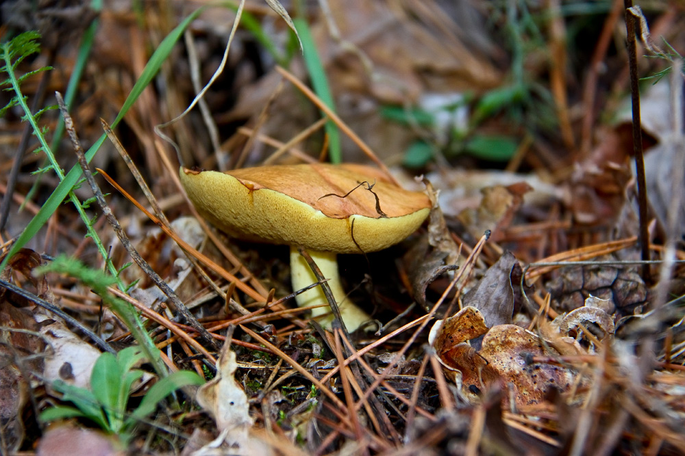 Представитель Семейства Suillaceae